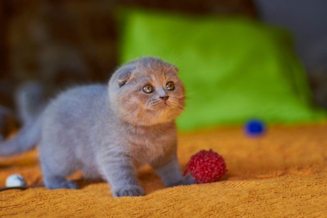 В каком возрасте шотландским вислоухим котятам нужно проводить первую вакцинацию?