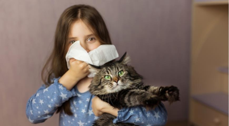 Гипоаллергенные породы кошек, которые умеют гладить, а не чихать