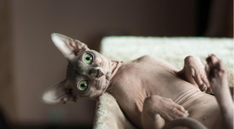 Гипоаллергенные породы кошек, которые умеют гладить, а не чихать