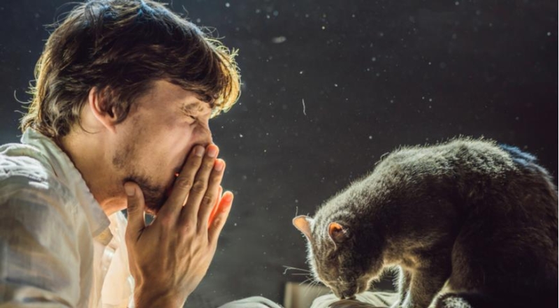 Гипоаллергенные породы кошек, которые умеют гладить, а не чихать