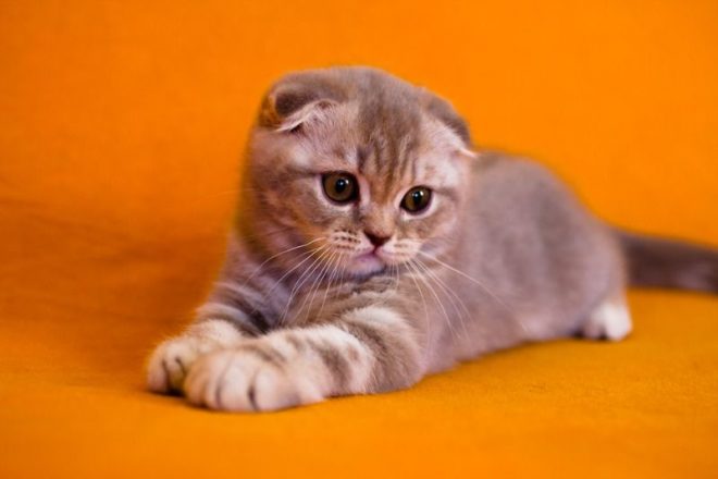 В каком возрасте шотландским вислоухим котятам нужно проводить первую вакцинацию?