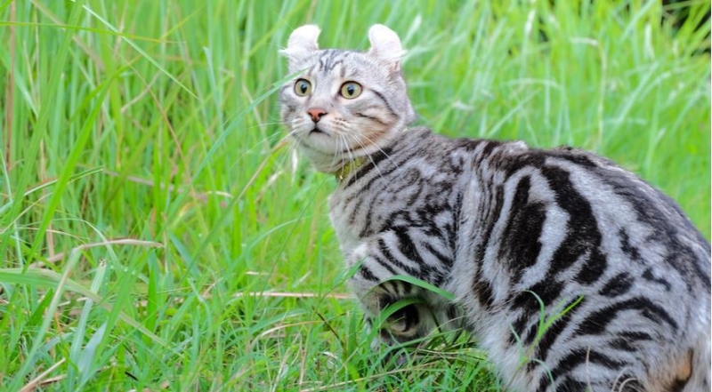 Самые послушные и любвеобильные породы кошек