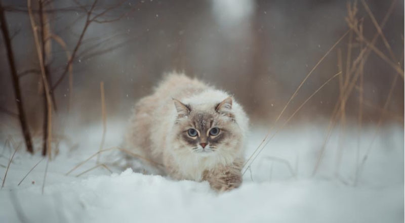 Самые послушные и любвеобильные породы кошек