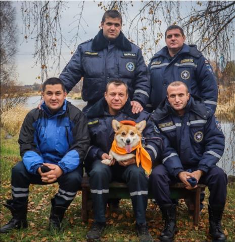 Воспитываем корги правильно: вся правда о том, какой характер скрывается под милой мордочкой
