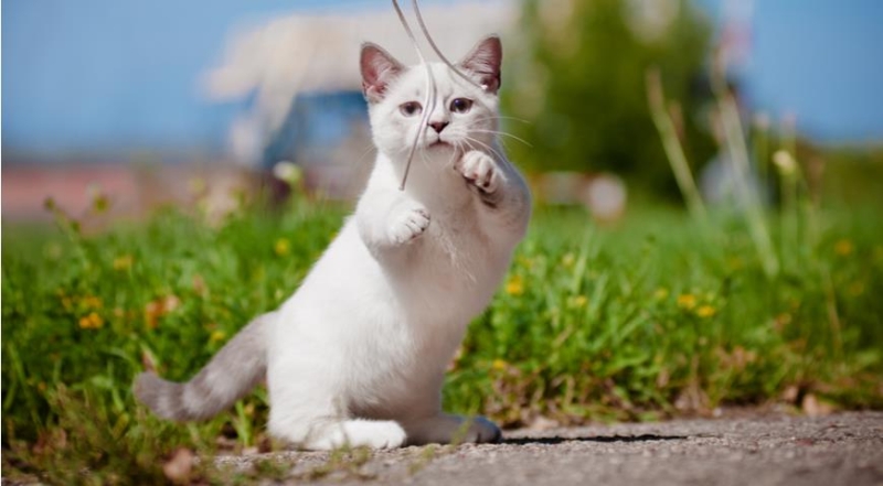 Все секреты кошек манчкин