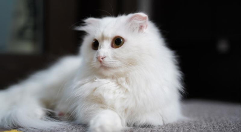 Все секреты кошек манчкин