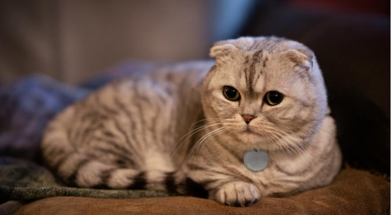 Все секреты кошек манчкин