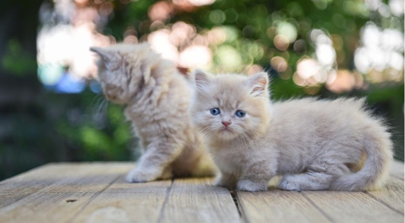 Все секреты кошек манчкин