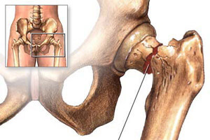Анатомия Как выглядит