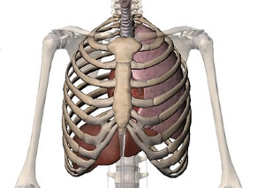 Как выглядит Органы и кости