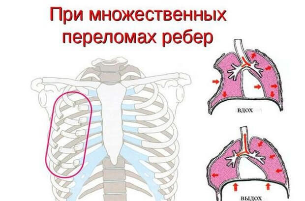 Как дышат Дыхание