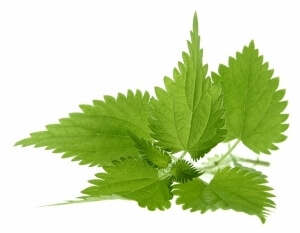 Крапива Листья крапивы