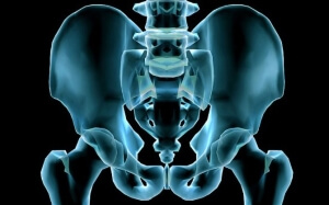 Сроки срастания Анатомическое строение