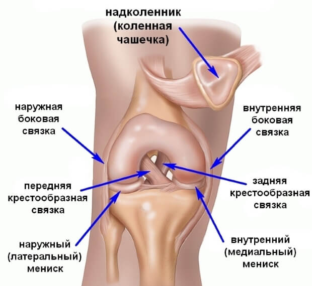 Поменять Анатомическое строение коленного сустава
