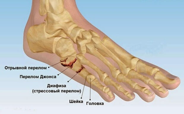Голеностоп Строение голеностопа
