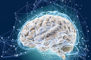 Мозг и нейроны Мозг человека