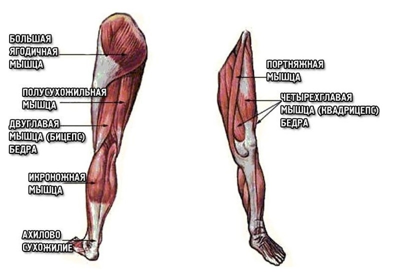 Мышцы ног Мышцы ножек