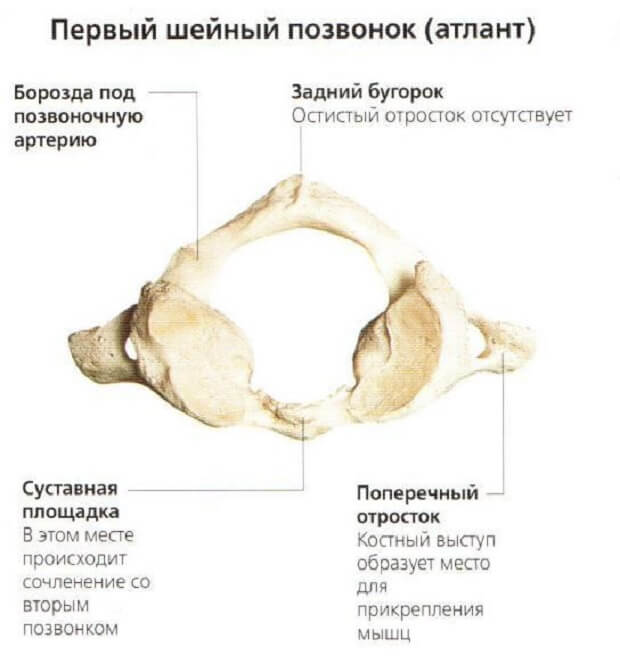 Бугорок Атлант