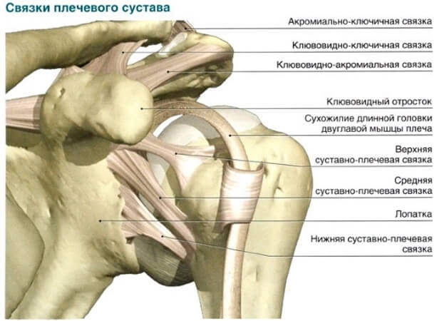 Связки Связки плечевого сустава