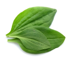 Рецепт Подорожник