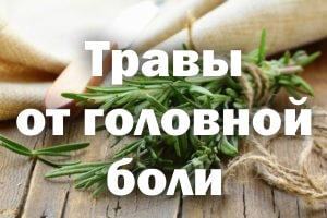 Растения от головной боли Травы от головной боли